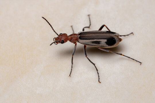Burning Blister Beetle