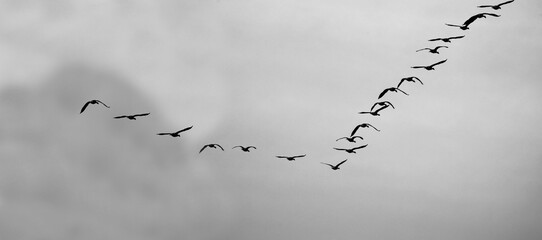 Canada Geese Flying in V-Formation