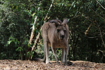 kangaroo in the zoo