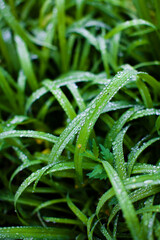 朝露の付いた草