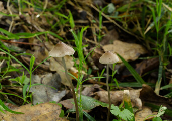 A pair of fairy bonnet or mycena galericulata mushrooms on a damp forest floor.
