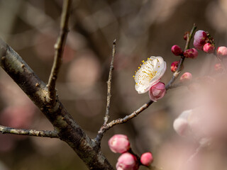 薄ピンクの梅の花