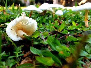 mushroom, forest, nature, fungus, autumn, fungi, mushrooms, cap, toadstool, food, plant, green, wood, white, leaf, fall, leaves, macro, poisonous, natural, wild, closeup, brown, grow, season