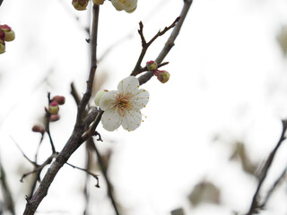 白い梅の花