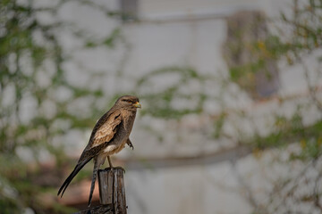 Chimango, Mendiolaza Córdoba Argentina