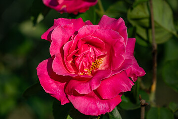 Rosa, Pink