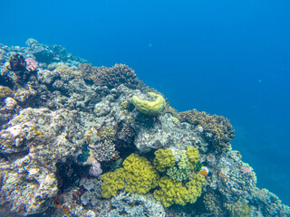 Naklejka na ściany i meble Great Barrier Reef