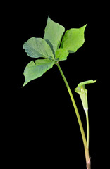 Blooming plant dragon-root (Arisaema amurensis)