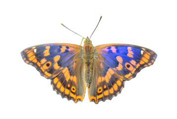 Butterfly (Apatura substituta)
