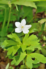 Obraz na płótnie Canvas White spring flower (Anemonoides amurensis)
