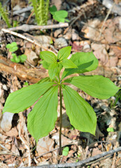 Blooming noxious herb Paris (Paris hexaphylla)