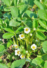 Blooming wild strawberry