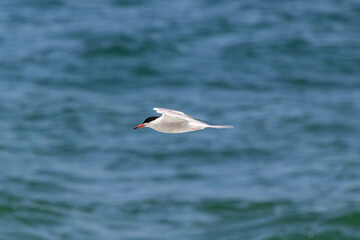 Fototapeta na wymiar A common tern (Sterna hirundo) flies over the water along the beach, looking down, hunting for fish