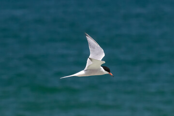 A Forster's tern (Sterna forsteri) flies over the water along the beach, looking down, hunting for fish