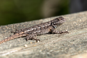 A northern fence lizard (Sceloporus undulatus hyacinthinus) basks in the sun in the pine barrens of New Jersey, USA