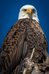 Fototapeta premium Bald eagle