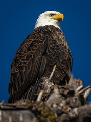 Bald eagle
