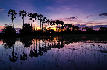 Obraz premium The silhouette of the toddy palms or sugar palm in the field with the colorful sky.