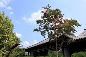 元興寺のサルスベリ