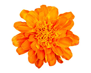 Orange Marigold flower (Tagetes erecta) isolated on white background with clipping path