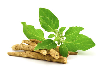 Ashwagandha Dry Root Medicinal Herb with Fresh Leaves, also known as Withania Somnifera, Ashwagandha, Indian Ginseng, Poison Gooseberry, or Winter Cherry. Isolated on White Background. - obrazy, fototapety, plakaty