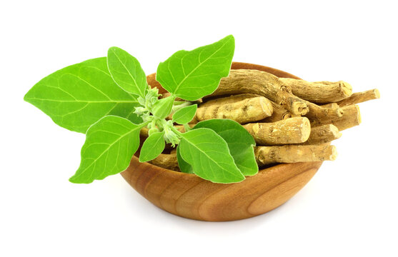 Ashwagandha Dry Root with Fresh Green Leaves in a Wooden Bowl, also known as Withania Somnifera, Ashwagandha, Indian Ginseng, Poison Gooseberry, or Winter Cherry. Isolated on White Background.