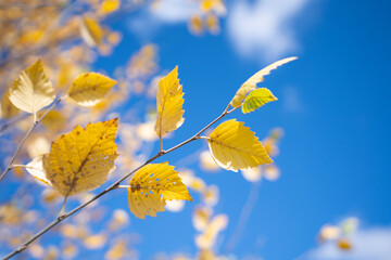 Closeup of fall or autumn leaves against blue sky