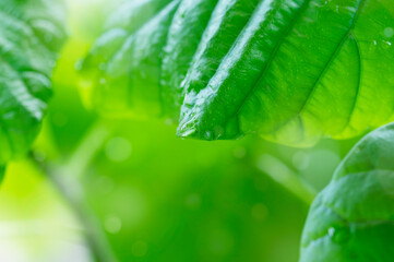 観葉植物　水滴