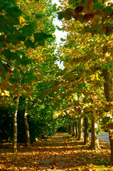 Naklejka premium 銀杏並木