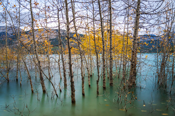 Dried Birch Branches and fallen golden foliage on the emerald green water surface. Scenery view at...