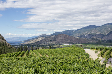 Vignoble en Okanagan