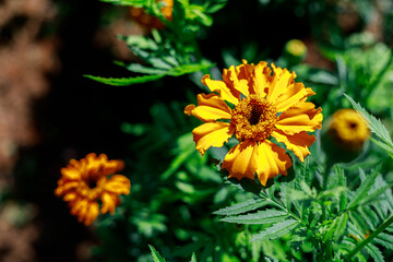 Obraz premium Flor de cempasuchil en día de los muertos celebración Mexicana