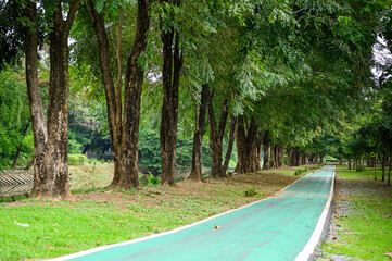road in the park