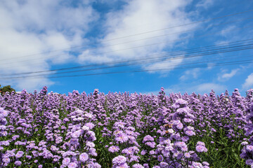 Fototapeta premium Purple margaret flowers blooming on the mountain in the morning