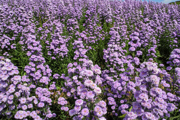 Naklejka premium Purple margaret flowers blooming on the mountain in the morning