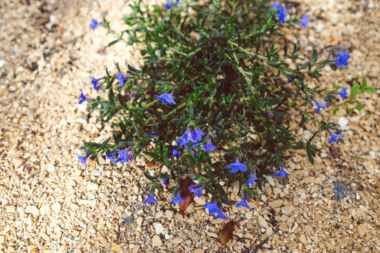 Lithodora Diffusa plant with blue flowers outdoor in sunny backyard