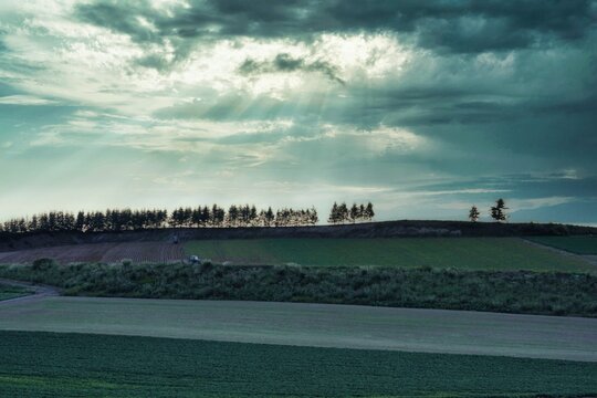 Sunset rain falling upon the windbreak forest of Furano