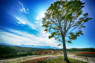 北海道富良野彩の丘の青空と樹
