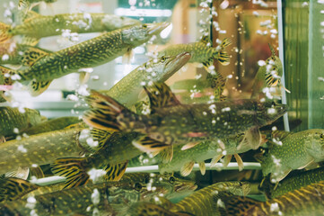 The fish swims in the aquarium in the supermarket.