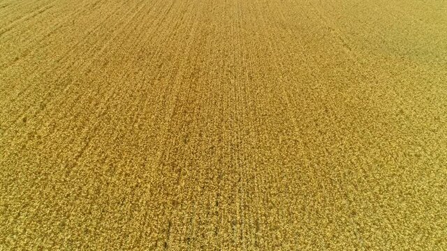 Panorama of ripe wheat field, top view, drone flying above golden wheat, tilt up