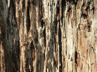 Fototapeta premium old wood background