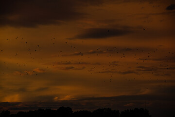 sunset birds