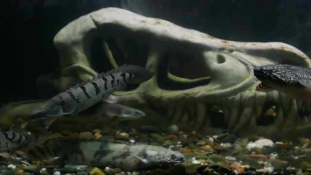Polypterus palmas fish. Skull under water. Gloomy dark underwater background. Fish inside the skull. Aquarium background in slow motion. 