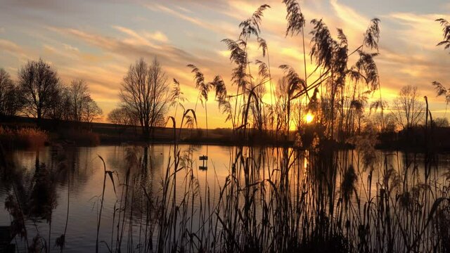 Ripe reed grass by the lake at sunset, winter sunset and withered grass