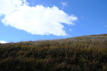 野原に広がる薄