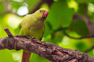 green winged parrot