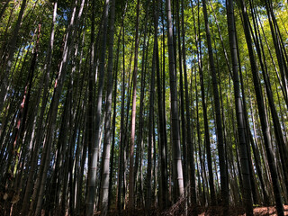 bamboo forest background