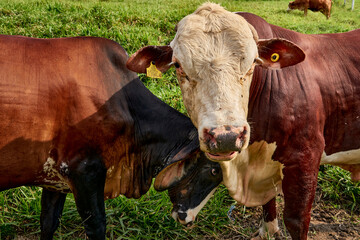 Cattle in meadow, in rural countryside. Cattle Farm, with braford cattle, brahman, cinefoult,...