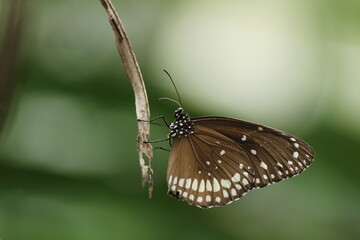 butterfly on leaf- green background