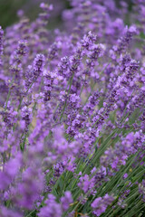 Blooming lavender in Crimea